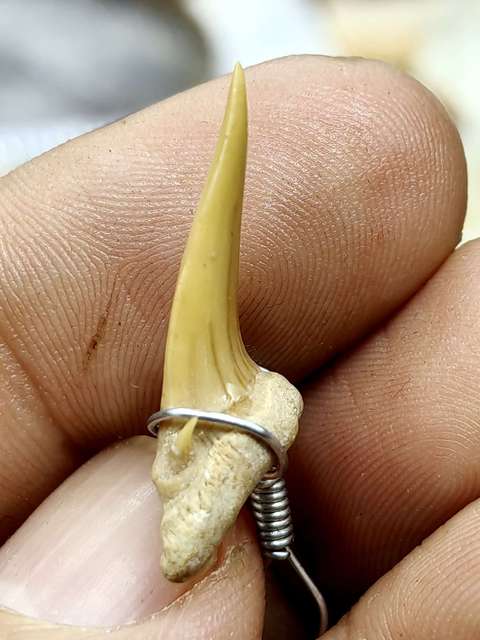 古玩雜項鯊魚ya齒hua石,掛件飾品拍賣,當前價格777元