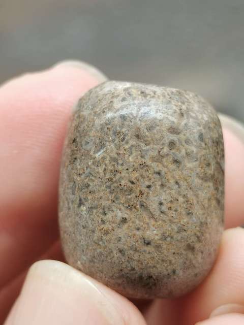 古玩雜項【珍貴藥材】6000萬年前.《龍gu》hua石珠子(轉yun珠)拍賣,當前價格0元