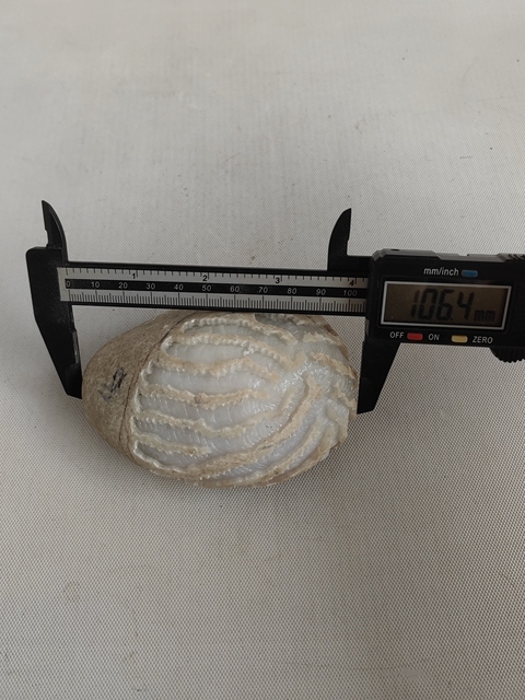 古玩玉器天然翡翠原石料拍賣，當前價格1200元