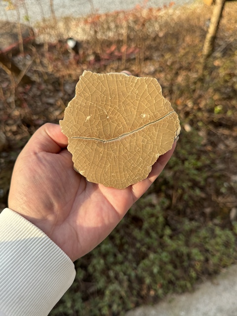 古玩陶瓷龍泉青瓷標本拍賣，當前價格588元