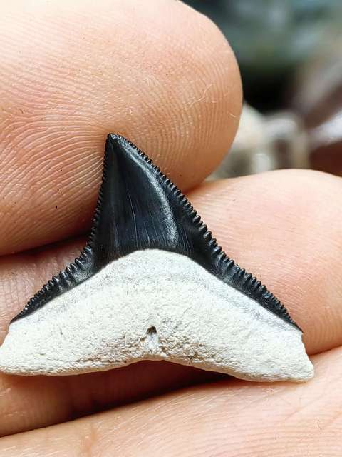 古玩雜項(3000萬年前) 文化期.鯊魚ya齒hua石拍賣，當前價格0元
