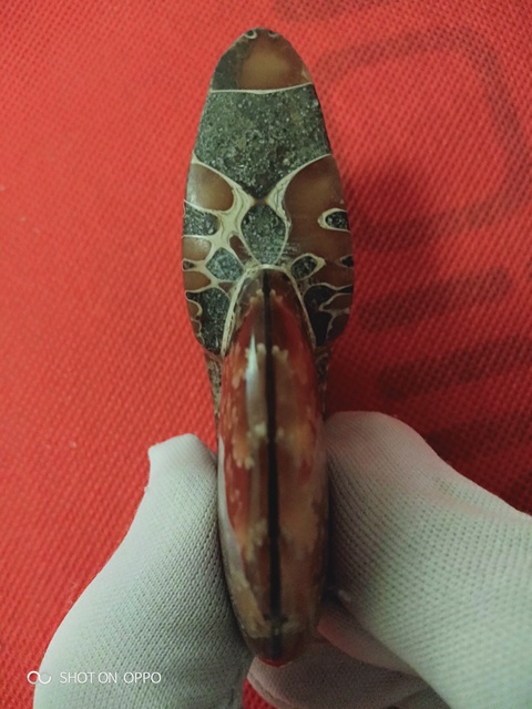 古玩雜項海螺化玉拍賣，當前價格890元