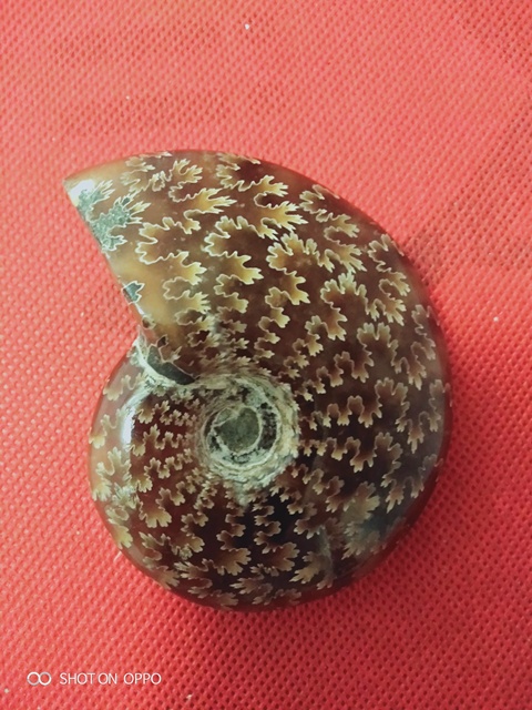 古玩雜項海螺化玉拍賣，當前價格890元