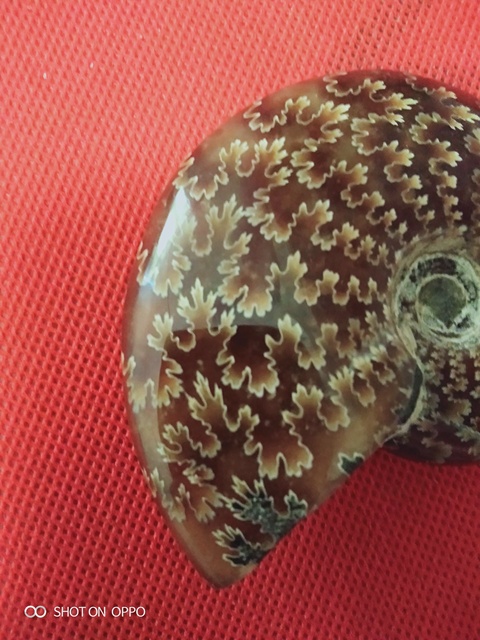 古玩雜項海螺化玉拍賣，當前價格890元