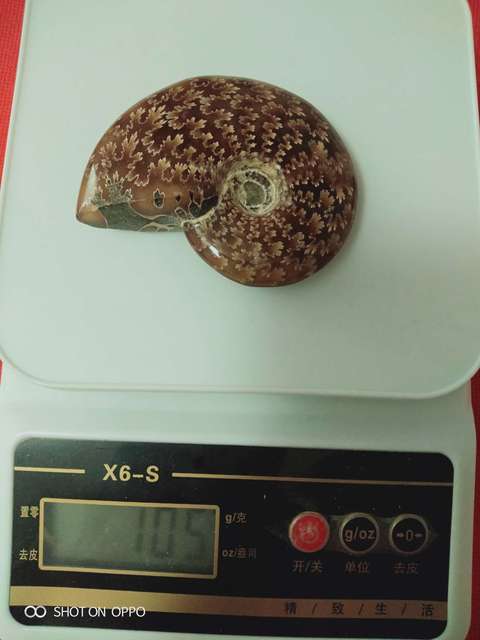 古玩雜項海螺化玉拍賣，當前價格890元