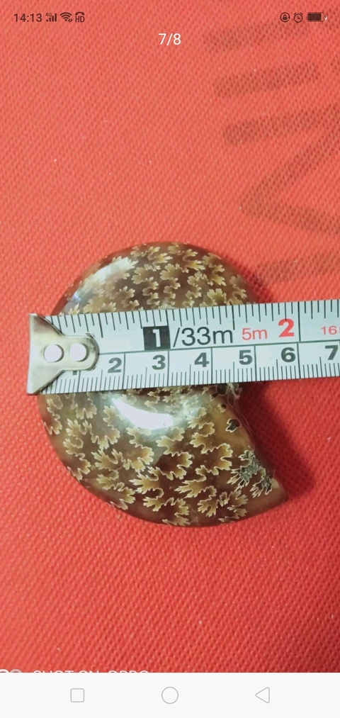 古玩雜項海螺化玉拍賣，當前價格890元