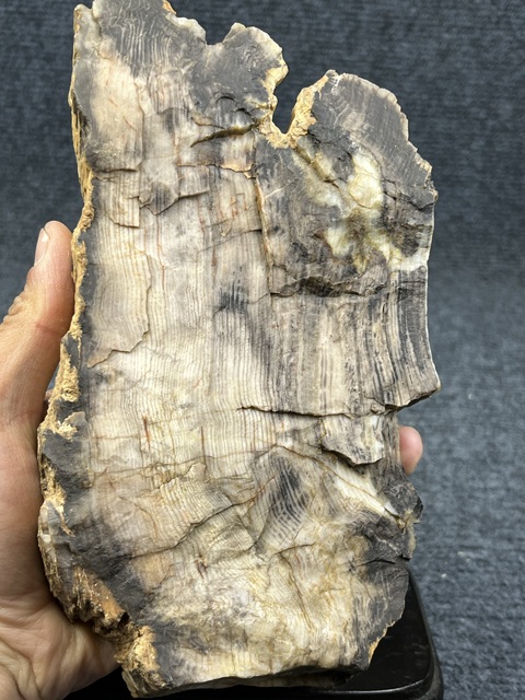 古玩雜項木化石真品鑒賞圖
