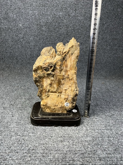 古玩雜項木化石真品鑒賞圖