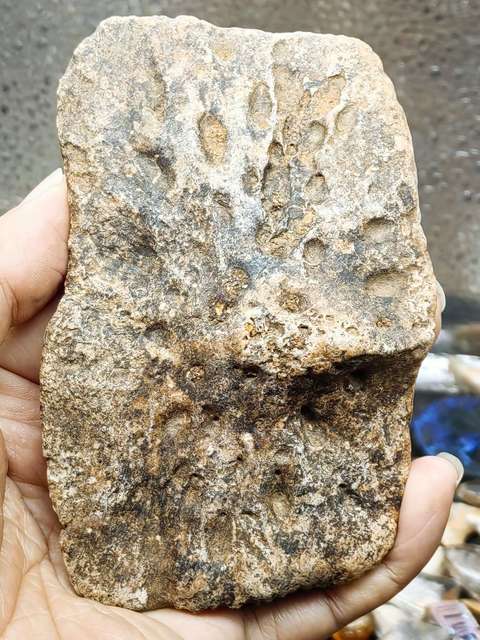 古玩雜項【4500萬年前】文化期.鱷魚盔甲 化 石拍賣,當前價格0元