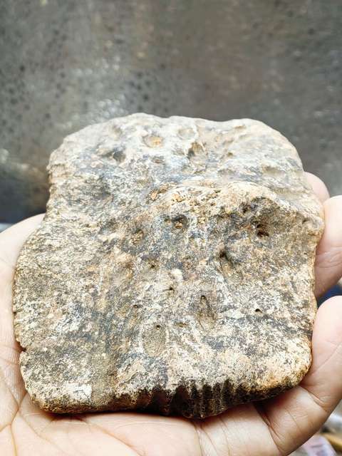 古玩雜項【4500萬年前】文化期.鱷魚盔甲 化 石拍賣,當前價格0元