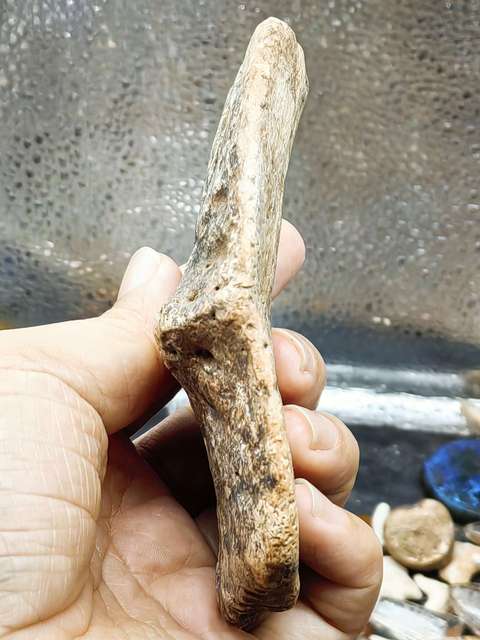 古玩雜項【4500萬年前】文化期.鱷魚盔甲 化 石拍賣,當前價格0元