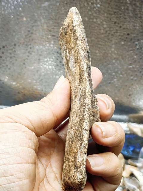 古玩雜項【4500萬年前】文化期.鱷魚盔甲 化 石拍賣,當前價格0元
