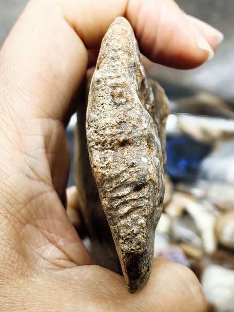 古玩雜項【4500萬年前】文化期.鱷魚盔甲 化 石拍賣,當前價格0元