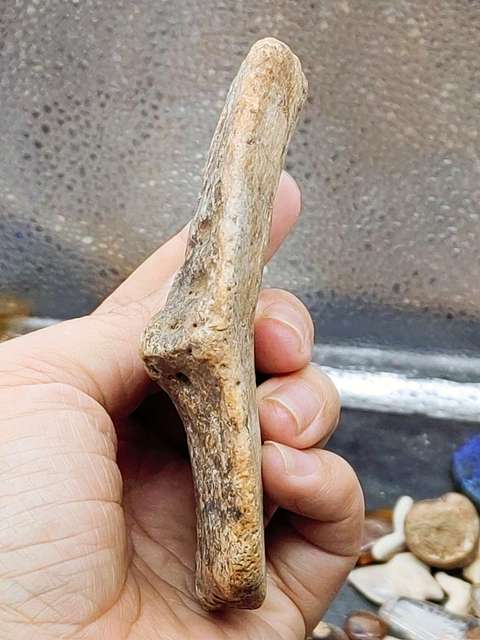 古玩雜項【4500萬年前】文化期.鱷魚盔甲 化 石拍賣,當前價格0元