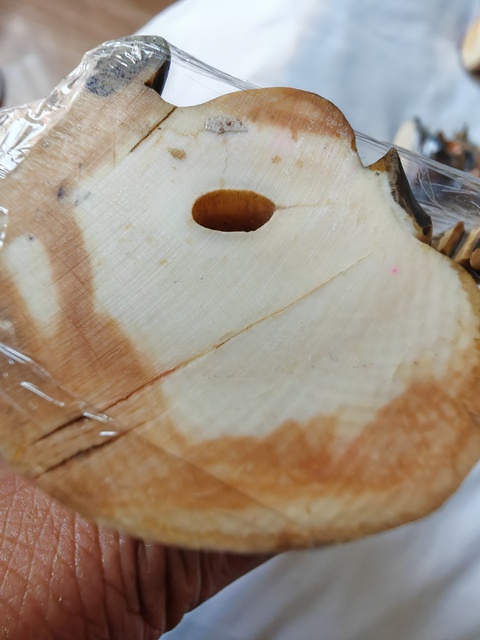 古玩雜項(xiàng)根付真品鑒賞圖