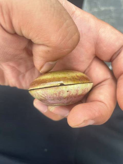 古玩陶瓷晚清豇豆紅釉印盒拍賣，當前價格4500元