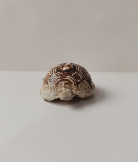 古玩陶瓷長沙窯褐釉龜拍賣,當前價格0元