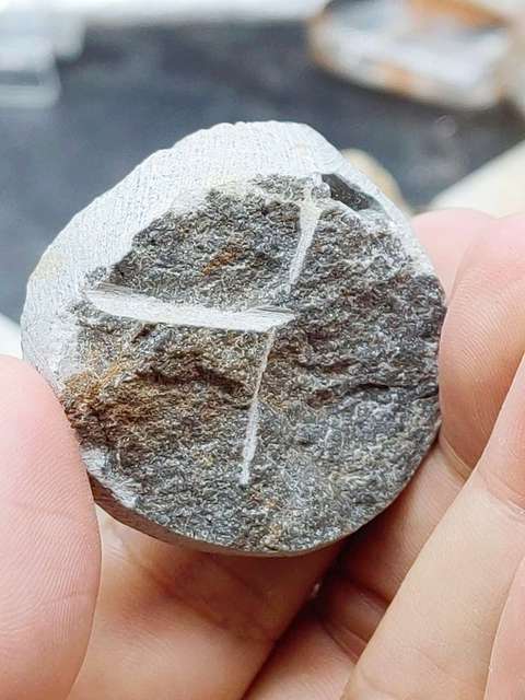 古玩雜項文化期.三葉蟲 化 石拍賣,當前價格0元