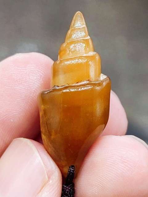 古玩雜項文化期.塔螺 化 石  (已經玉化)拍賣，當前價格199元