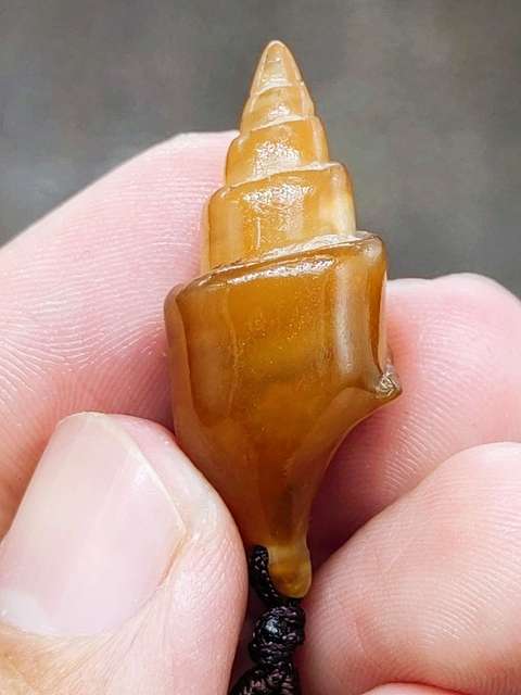 古玩雜項文化期.塔螺 化 石  (已經玉化)拍賣，當前價格199元