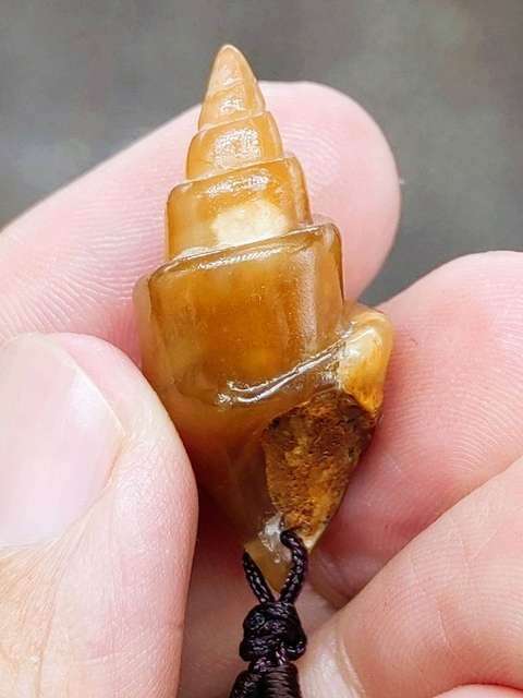 古玩雜項文化期.塔螺 化 石  (已經玉化)拍賣，當前價格199元