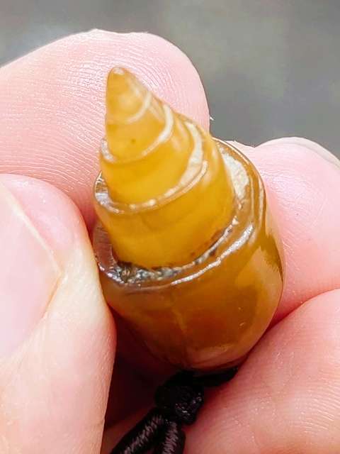 古玩雜項文化期.塔螺 化 石  (已經玉化)拍賣，當前價格199元