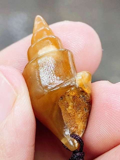古玩雜項文化期.塔螺 化 石  (已經玉化)拍賣，當前價格199元