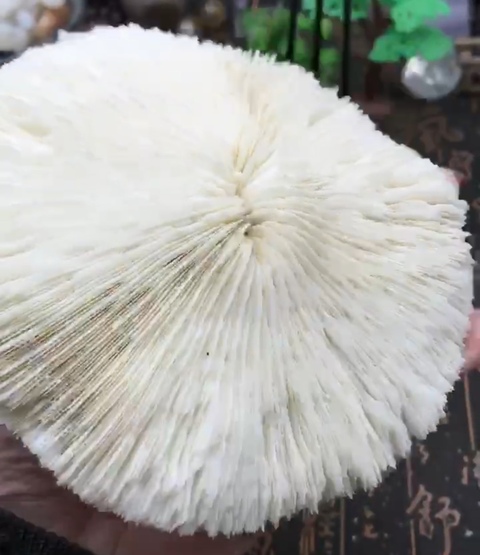 古玩雜項(xiàng)精美白****拍賣,當(dāng)前價(jià)格588元