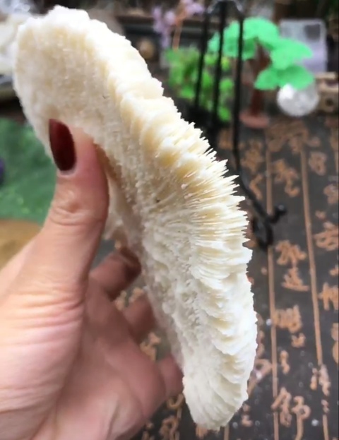 古玩雜項(xiàng)精美白****拍賣,當(dāng)前價(jià)格588元