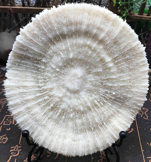 古玩雜項(xiàng)精美白****拍賣,當(dāng)前價(jià)格588元