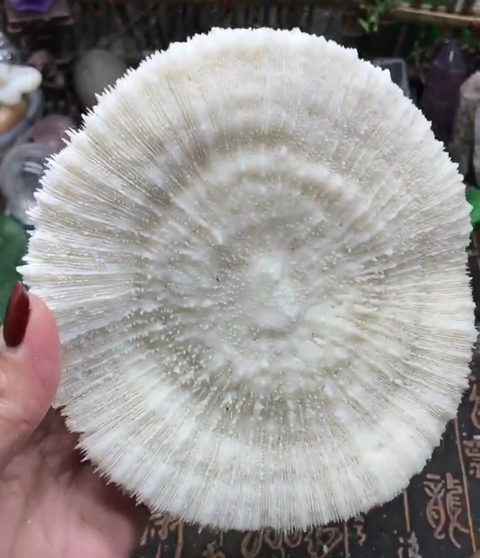 古玩雜項(xiàng)精美白****拍賣,當(dāng)前價(jià)格588元