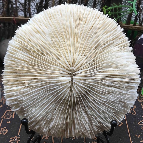 古玩雜項(xiàng)精美白****拍賣,當(dāng)前價(jià)格588元