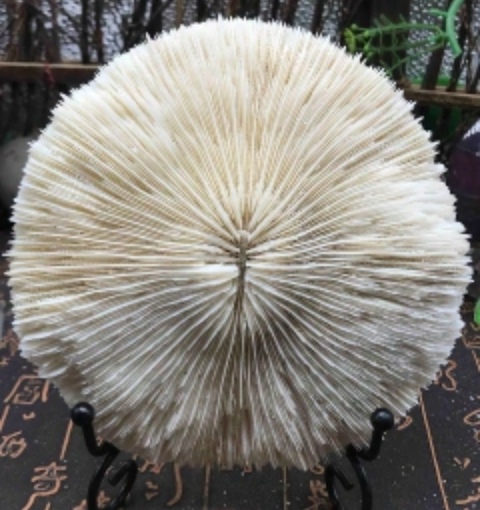 古玩雜項(xiàng)精美白****拍賣,當(dāng)前價(jià)格588元