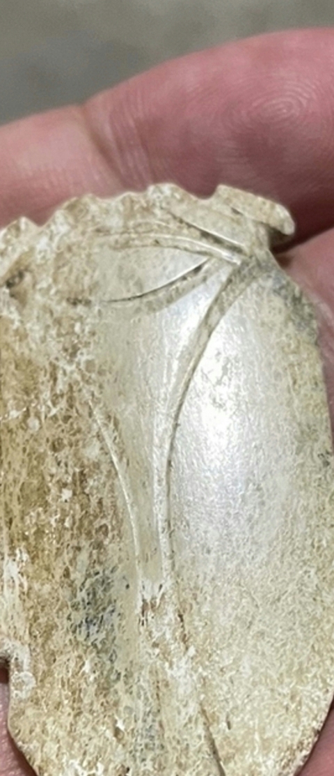 古玩玉器漢代玉蟬真品鑒賞圖