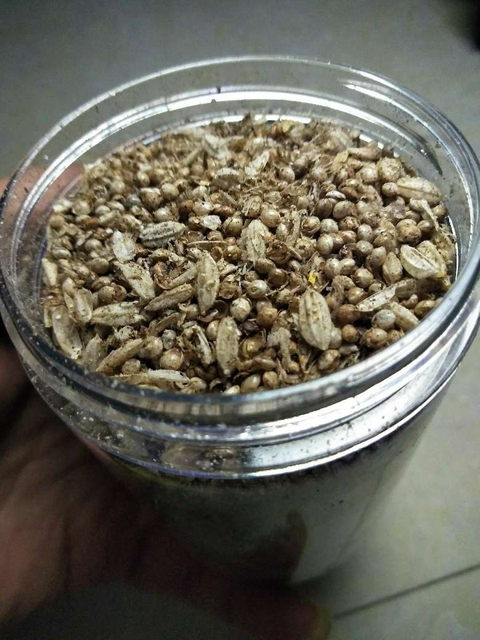 古玩陶瓷罕見漢代糧倉(cāng)出的鈣化五谷雜糧拍賣,當(dāng)前價(jià)格299元