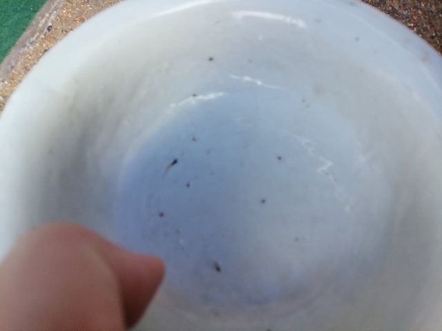 古玩陶瓷元代?內(nèi)刻龍紋樞府碗拍賣，當(dāng)前價(jià)格20000元