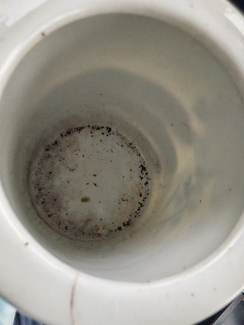 古玩陶瓷青花蟲草紋筆筒真品鑒賞圖