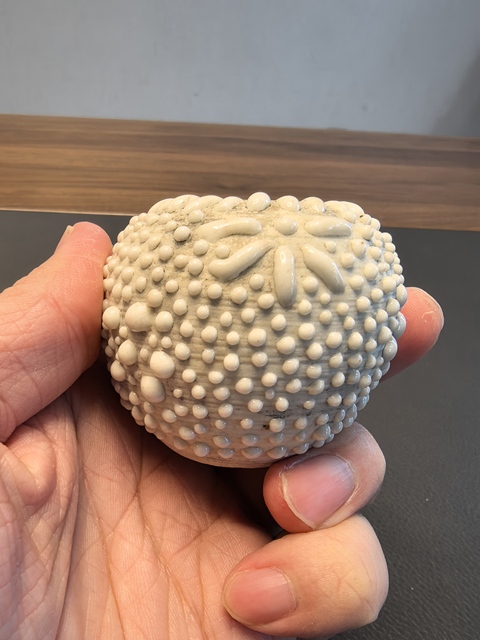 古玩陶瓷珍珠地水盂真品鑒賞圖