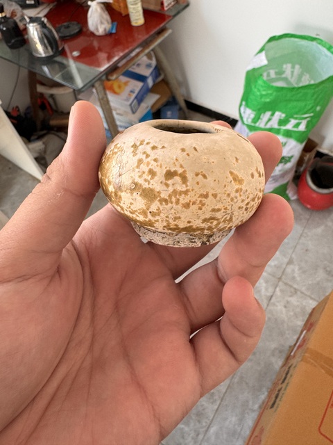 古玩陶瓷唐代黃釉水盂真品鑒賞圖