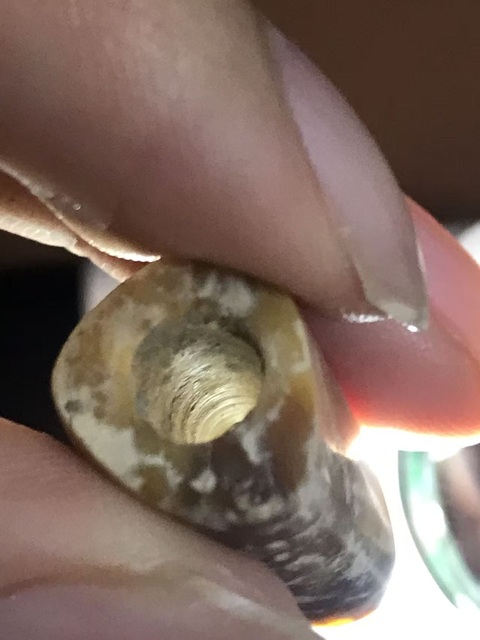 古玩玉器仿古玉勒子真品鑒賞圖