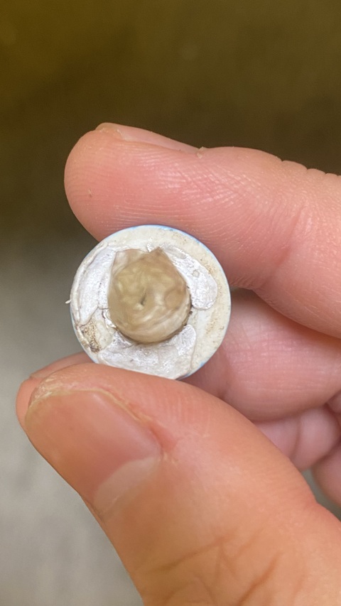 古玩陶瓷藍釉鼻煙壺真品鑒賞圖
