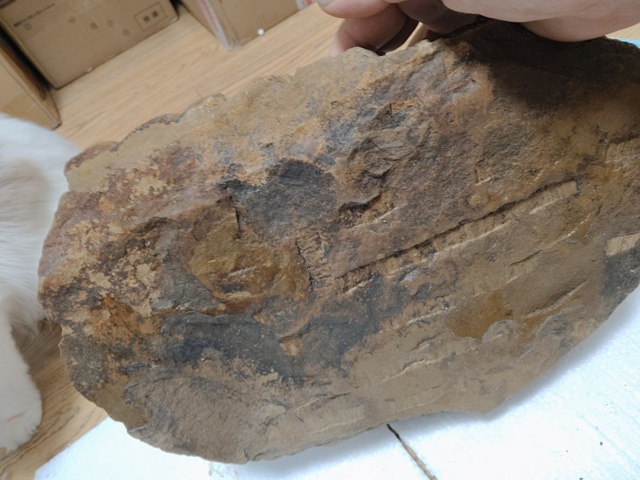 古玩雜項(xiàng)云龍紋硯真品鑒賞圖