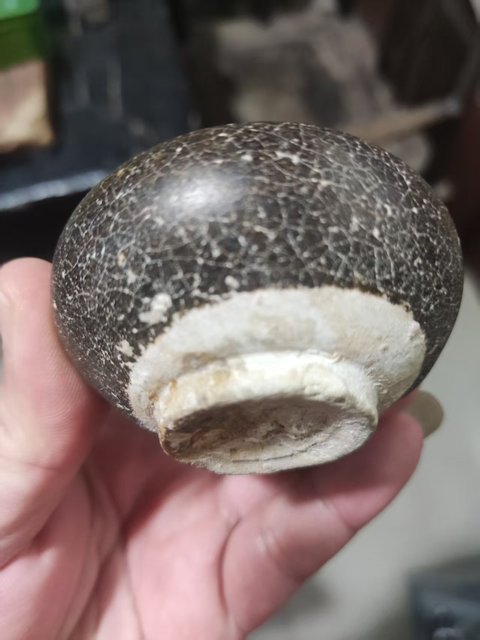 古玩陶瓷吉州窯黑釉水盂真品鑒賞圖