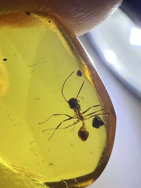 古玩雜項琥珀珍品‘蟲珀’(遠古螞蟻)拍賣,當前價格0元