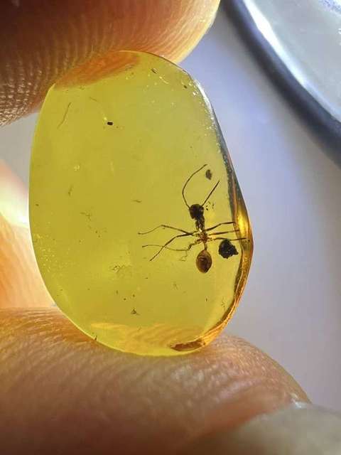 古玩雜項琥珀珍品‘蟲珀’(遠古螞蟻)拍賣,當前價格0元