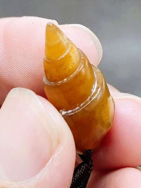 古玩雜項玉化塔螺 化 石 (已打孔串繩,可直接佩戴)拍賣,當前價格0元