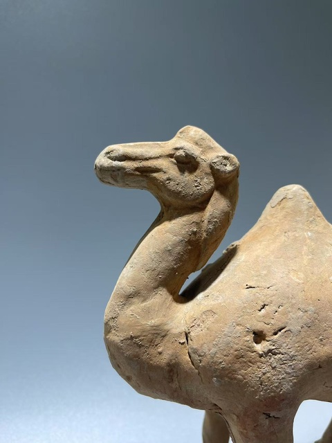 古玩陶瓷唐·駱駝拍賣,當(dāng)前價(jià)格376元