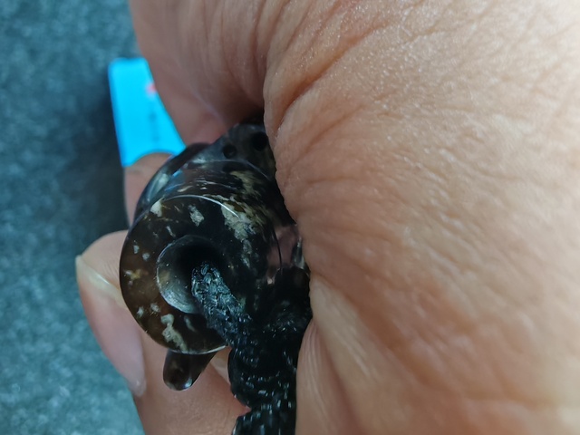 古玩玉器仿古做舊玉勒子真品鑒賞圖