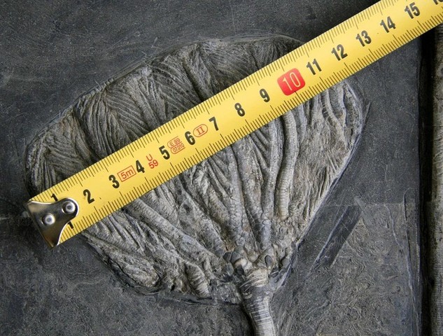 古玩雜項(xiàng)化石真品鑒賞圖