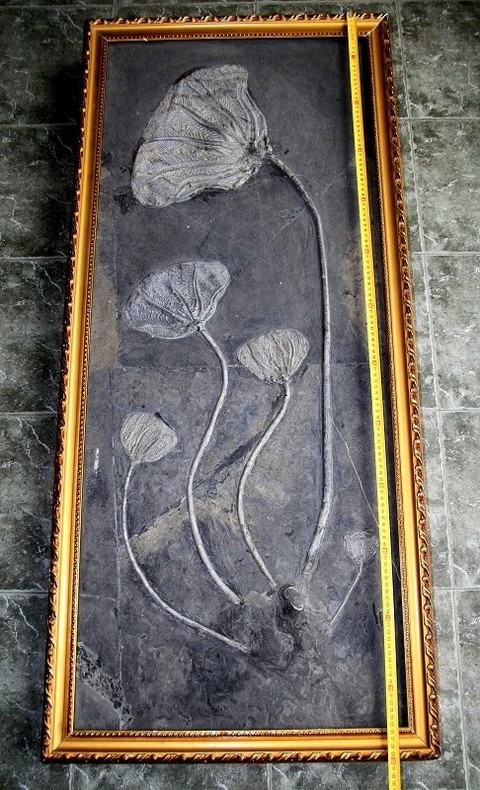 古玩雜項(xiàng)化石真品鑒賞圖